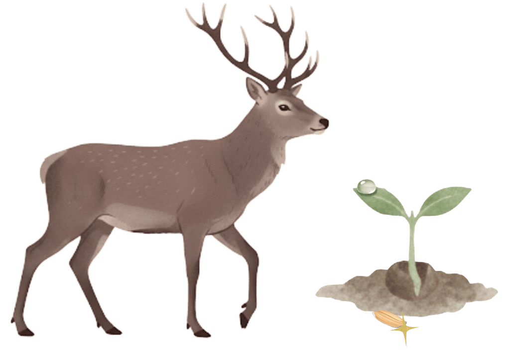 Illustration of a brown deer with antlers standing by a small green plant, a water droplet, and a nearby seed—perfect for printable workbooks for kids and screen free activities for kids.